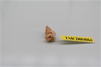 藏品(灰白陸寄居蟹)的圖片